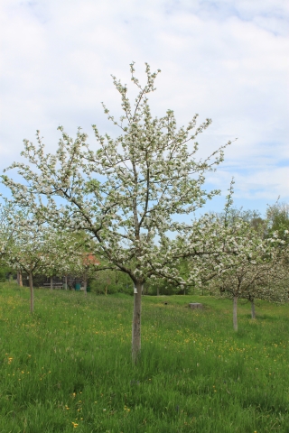 Apfelbaum Streuobstwiese